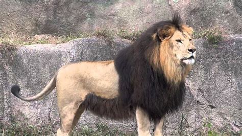 is barbary lion extinct.